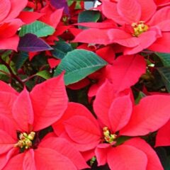 12月の花はポインセチア　色別の花言葉｜イベント情報