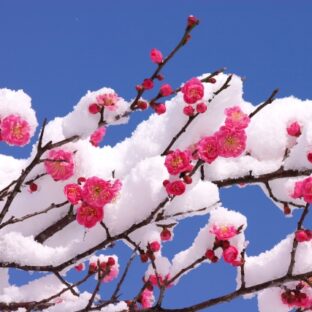 2月の誕生月の花【ウメ】と桃・梅・桜の見分け方の豆知識